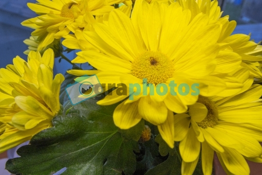 Gerbera Golden Yellow Daisy Flower stock photo