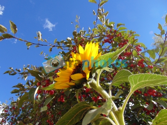 Sunflower on Cranberry tree background